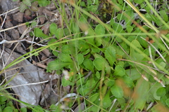 Primula mistassinica