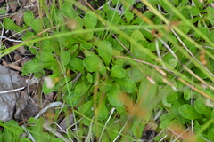 Primula mistassinica