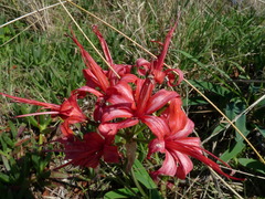 Nerine sarniensis