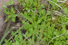 Primula mistassinica