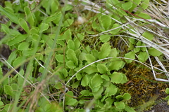 Primula mistassinica