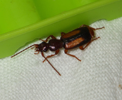 Polistichus connexus