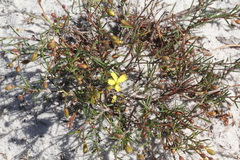 Hibbertia acicularis