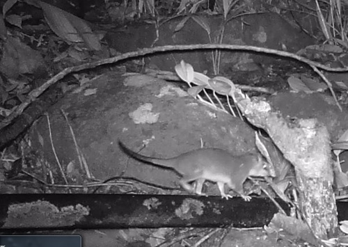 Southern Four-eyed Opossum