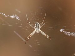Argiope katherina