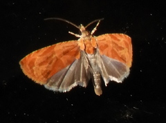 Olethreutes nitidana