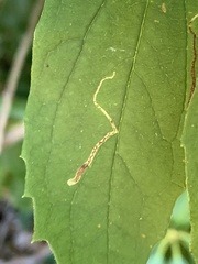 Liriomyza philadelphivora