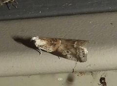 Acrobasis palliolella