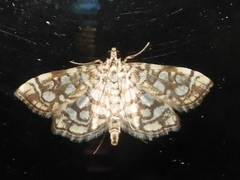 Lygropia rivulalis