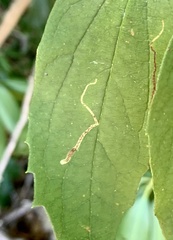 Liriomyza philadelphivora