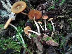 Pholiotina intermedia