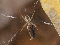 Argiope katherina