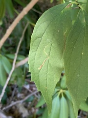 Liriomyza philadelphivora