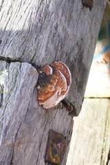 Gloeophyllum sepiarium