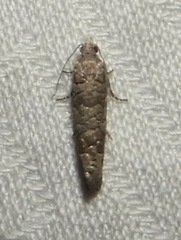 Retinia gemistrigulana