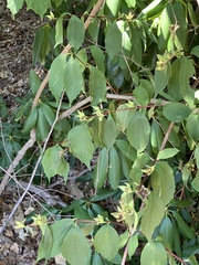 Liriomyza philadelphivora