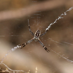 Argiope katherina