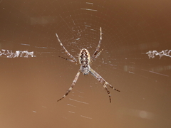 Argiope katherina