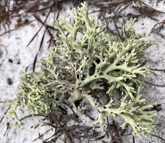 Cladonia perforata