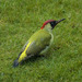 European Green Woodpecker - Photo (c) Shelley & Dave, some rights reserved (CC BY-NC)