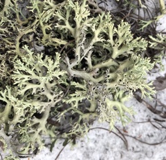Cladonia perforata