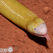 Typical Worm Lizards - Photo (c) acascenso, some rights reserved (CC BY-NC), uploaded by acascenso