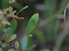 Salix planifolia