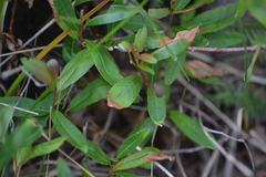 Salix planifolia