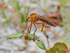 Diogmites crudelis