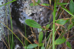 Salix planifolia