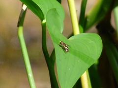 Parhelophilus flavifacies