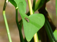 Parhelophilus flavifacies
