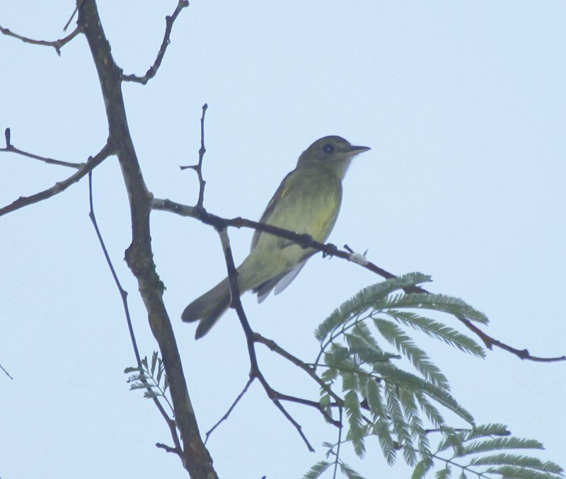 Eastern Olivaceous Flatbill from Cristalino Jungle Lodge, Alta Floresta ...