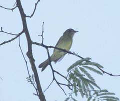 Rhynchocyclus olivaceus