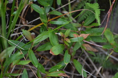 Salix planifolia