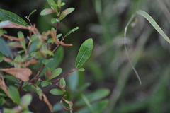Salix planifolia