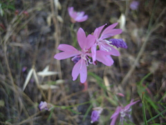 Clarkia biloba