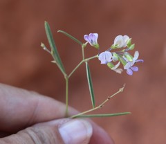 Pediomelum linearifolium