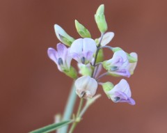 Pediomelum linearifolium