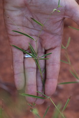Pediomelum linearifolium