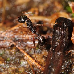Aphaenogaster picea
