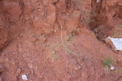 Pediomelum linearifolium