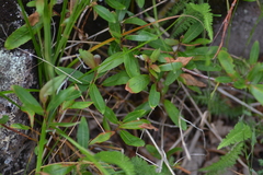 Salix planifolia