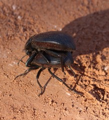 Eleodes acuta