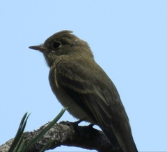 Empidonax occidentalis