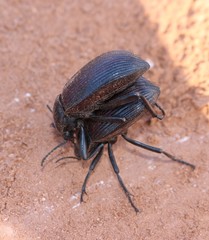 Eleodes acuta