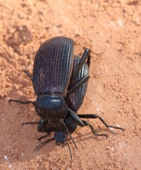 Eleodes acuta