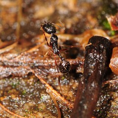 Aphaenogaster picea