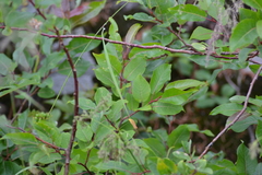 Salix pyrifolia