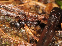 Aphaenogaster picea